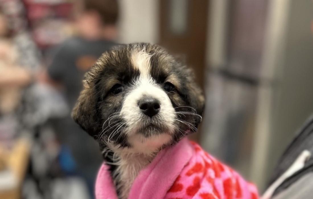 Sunflower the puppy in a pink outfit